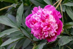 06022021_CSC_Peony_Garden_Nichols_Arboretum-6174