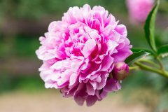 06062023_CSC_Peony_Garden_Ann_Arbor-3882