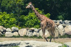 07102022_CSC_Detroit_Zoo-8988