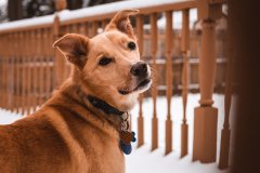 11282021_CSC_Rex_in_the_Snow-5871