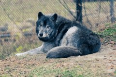 12112021_CSC_Detroit_Zoo-9612