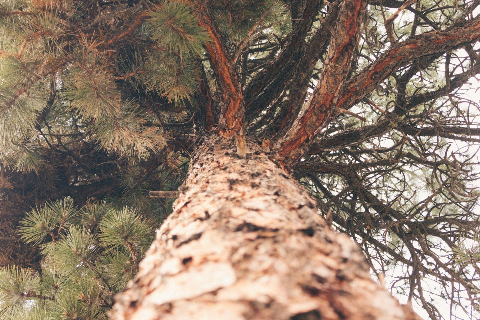 Colorado Vacation 2021, photographed by C2 Visual Media