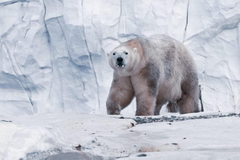 Detroit Zoo, photographed by C2 Visual Media