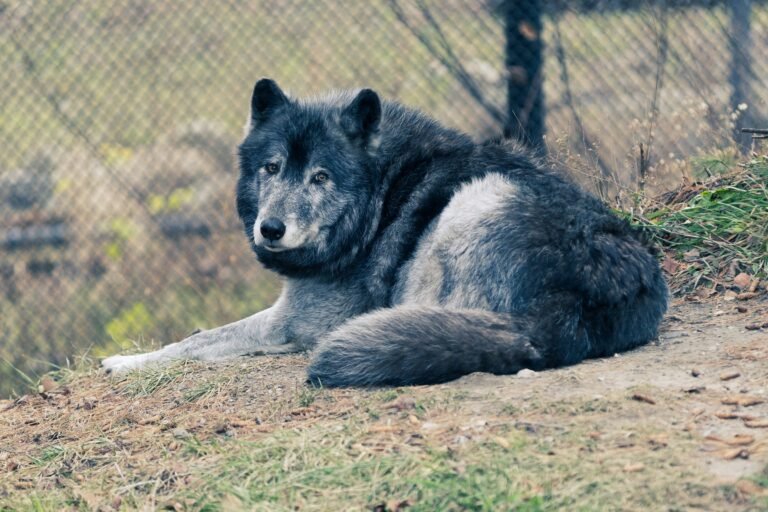 Detroit Zoo, photographed by C2 Visual Media