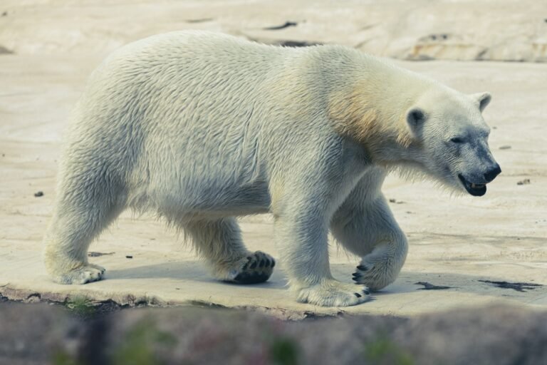 Detroit Zoo 2024, photographed by C2 Visual Media